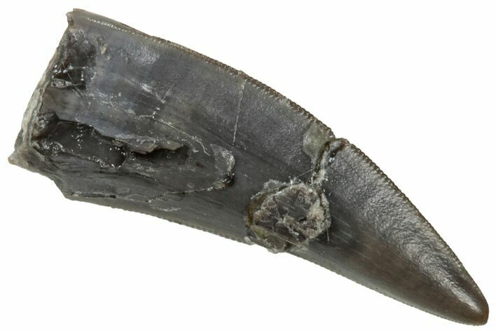 Serrated, Triassic Reptile (Postosuchus?) Tooth - Arizona #321039